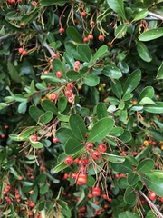 Pyracantha coccinea