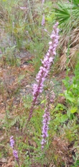 Liatris tenuifolia