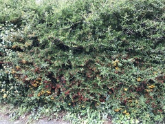 Pyracantha coccinea