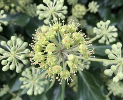 Hedera helix