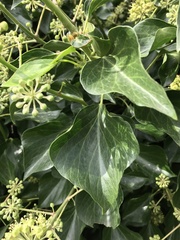 Hedera helix