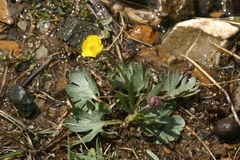 Ranunculus pedatifidus