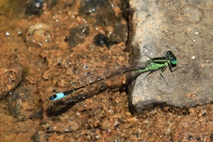 Ischnura saharensis