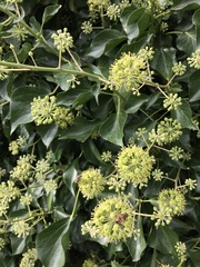 Hedera helix