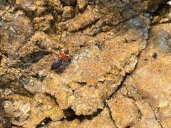 Endeodes collaris