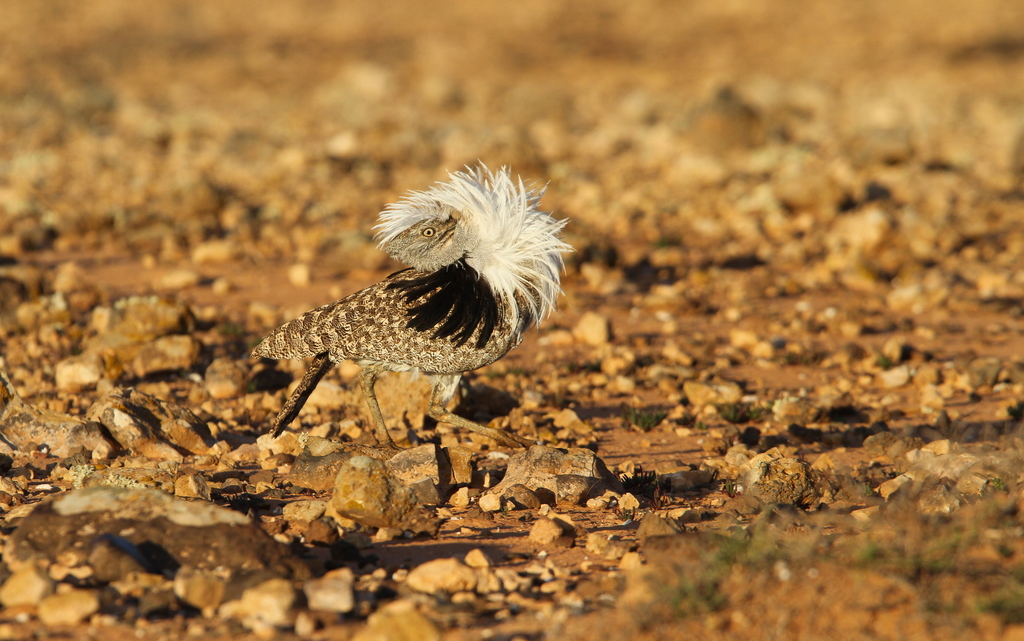 Houbara Bustard
