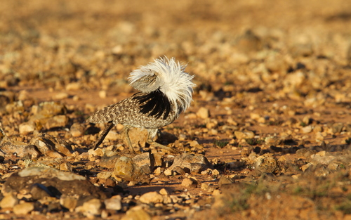 Houbara Bustard