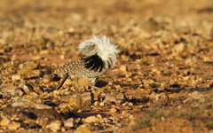 Chlamydotis undulata