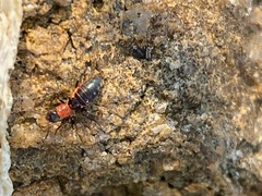 Endeodes collaris