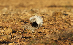 Chlamydotis undulata