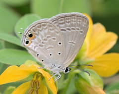 Euchrysops cnejus cnejus