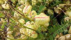 Astragalus nuttallii