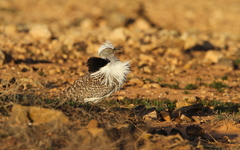 Chlamydotis undulata