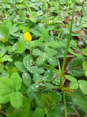 Arachis repens