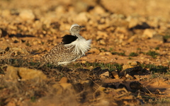 Chlamydotis undulata