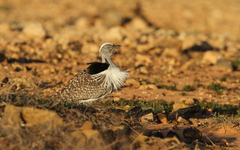 Chlamydotis undulata