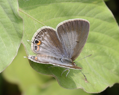 Euchrysops cnejus cnejus