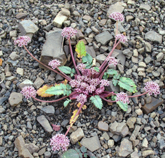 Symphyoloma graveolens