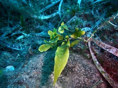 Caulerpa prolifera