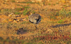 Chlamydotis undulata