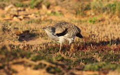 Chlamydotis undulata