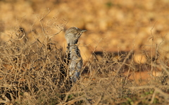 Chlamydotis undulata