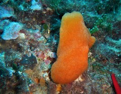 Aplidium conicum