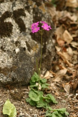 Primula cortusoides