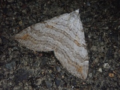 Aplocera perelegans