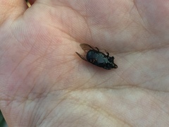 Hololepta