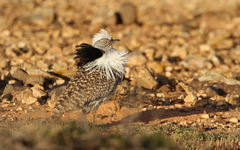 Chlamydotis undulata