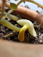 Leucocoprinus birnbaumii image