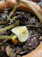 Leucocoprinus birnbaumii image