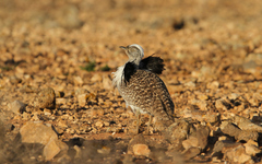 Chlamydotis undulata