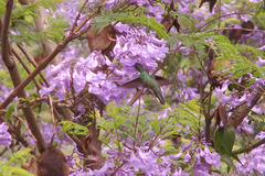 Leucochloris albicollis