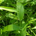 Broad-leaved Panic Grass - Photo (c) Erin Faulkner, some rights reserved (CC BY-NC), uploaded by Erin Faulkner