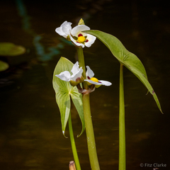 Sagittaria montevidensis