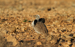 Chlamydotis undulata