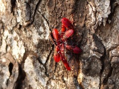 Probergrothius