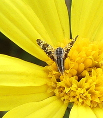 Mesoclanis magnipalpis