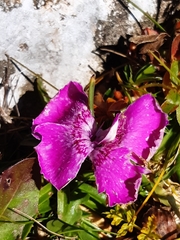 Dianthus alpinus