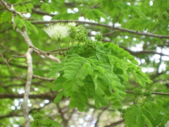 Chloroleucon tortum