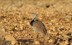 Chlamydotis undulata