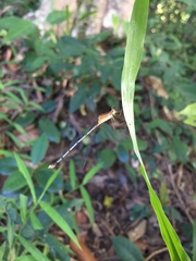 Lestes elatus
