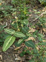 Desmodium tweedyi