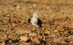 Chlamydotis undulata