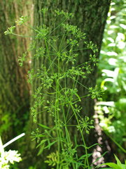 Perideridia americana