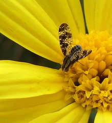 Mesoclanis magnipalpis