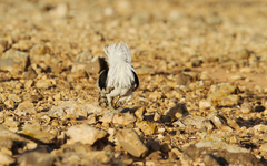 Chlamydotis undulata