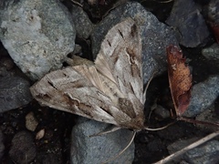 Cucullia mandschuriae